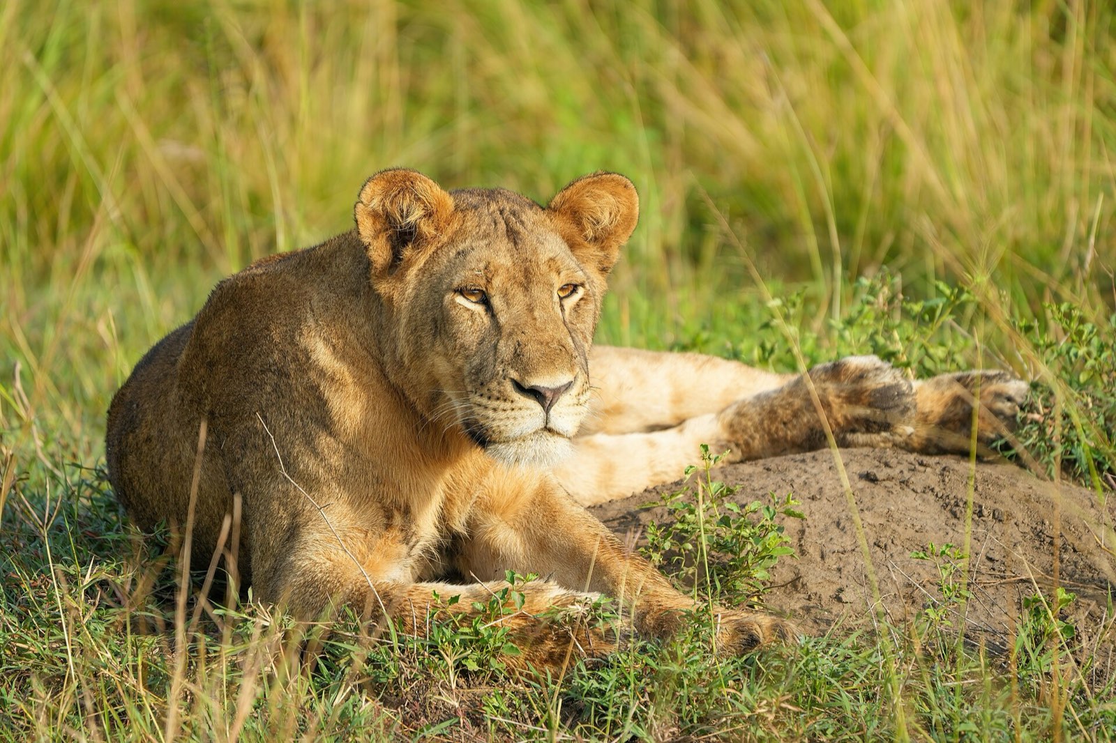 A lioness resting in long grass in the golden light of early morning, Queen Elizabeth National Park