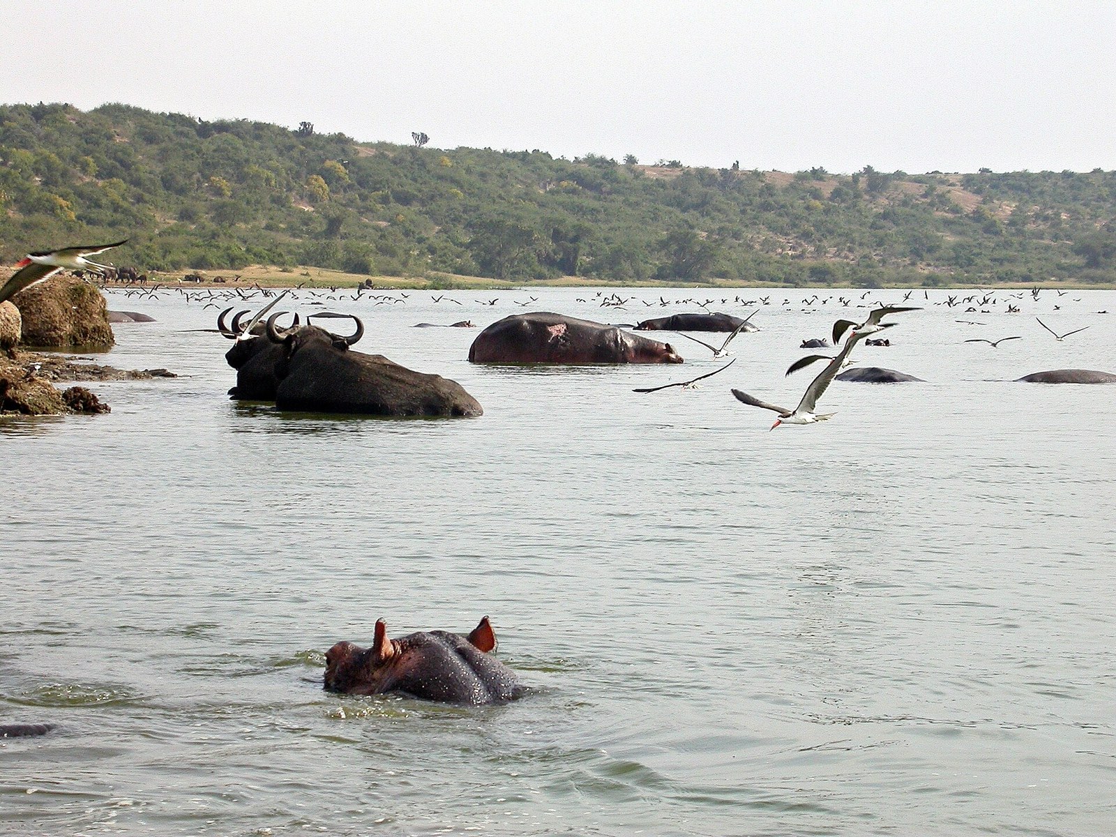The Kazinga Channel in Uganda, wide water between green banks